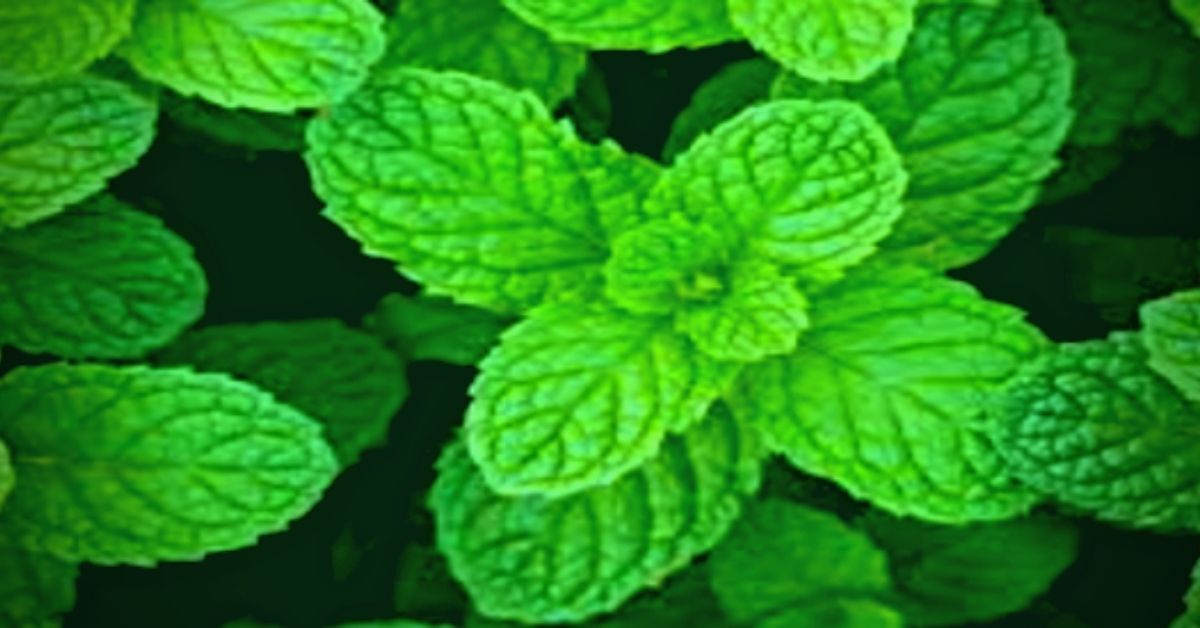 benefits of peppermint